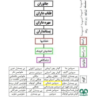 گونه خفاش سروتین شمالی Northern Bat 